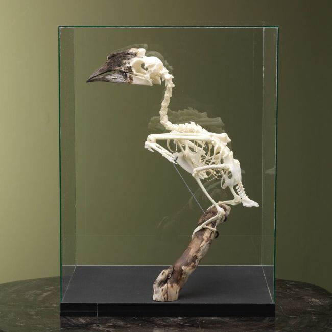 4122 Trumpeter Hornbill F Skeleton