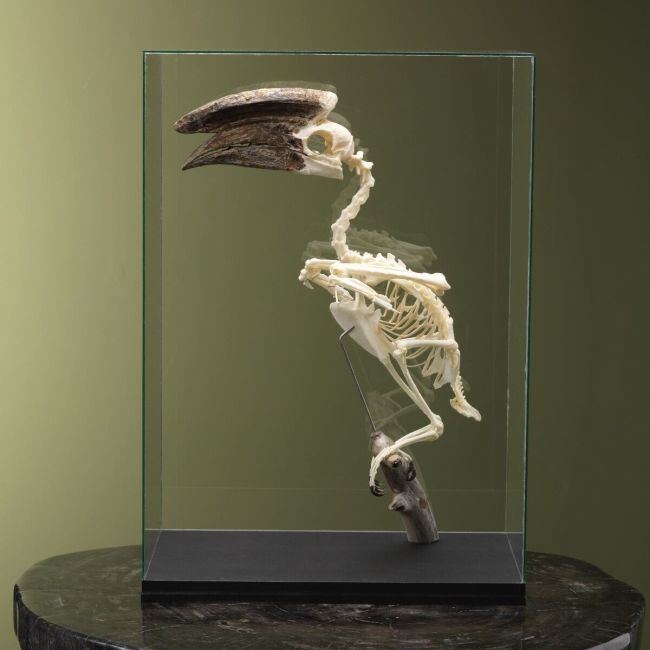 4123 Trumpeter hornbill male skeleton