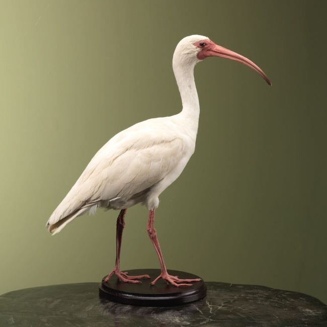 4194 White Ibis