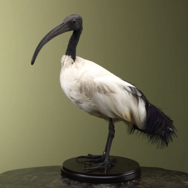 4195 Sacred Ibis