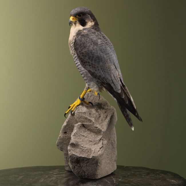 4202 Hybrid Falcon