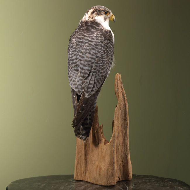 4204 Hybrid Falcon