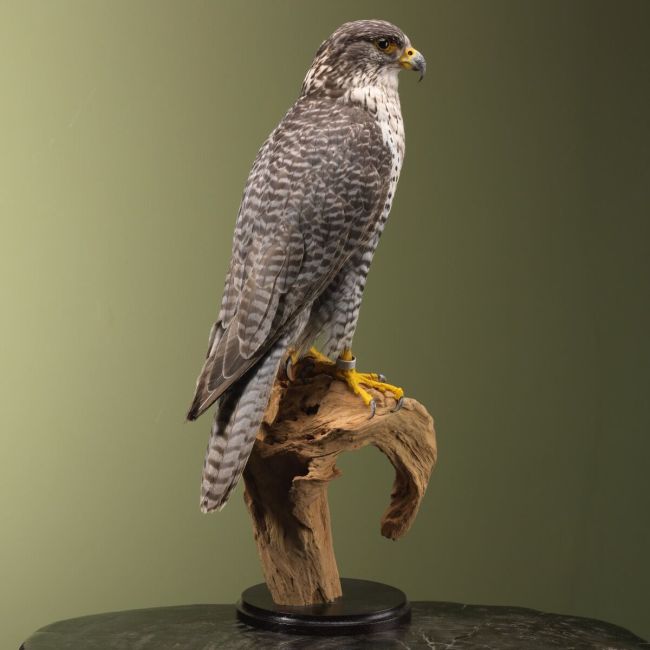 4205 Gyrfalcon