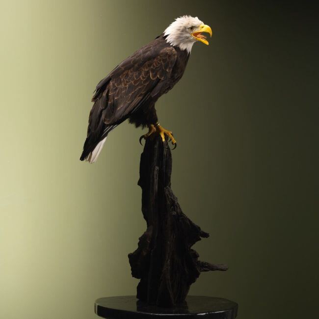 4219 American Bald Eagle