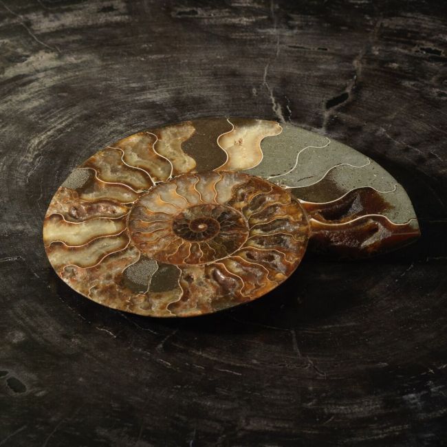 4236 Ammonite
