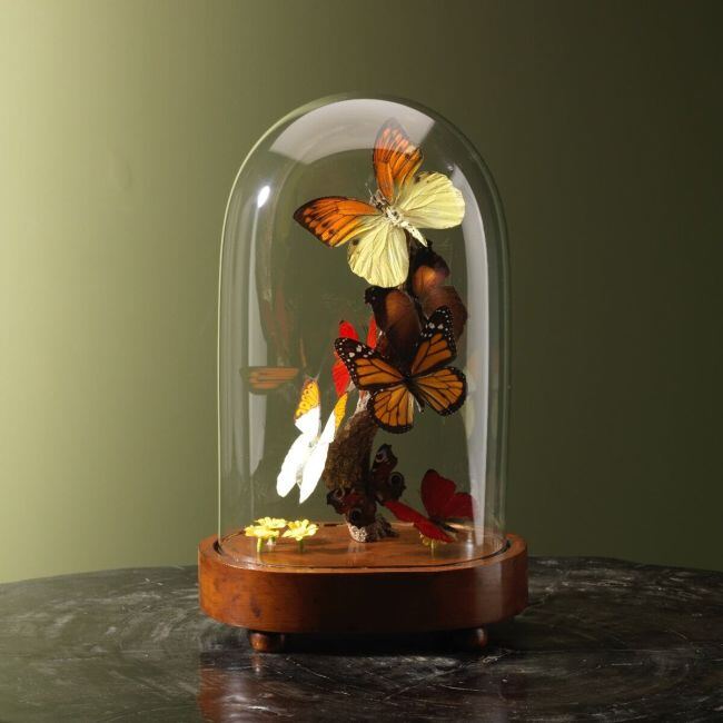 4241 Butterflies in Glass Dome