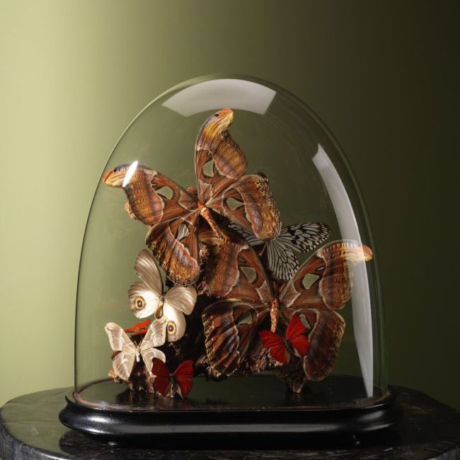 4248 Butterflies in Glass Dome