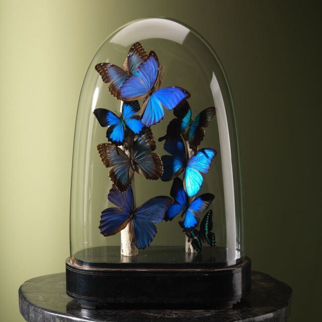 4250 Butterflies in Glass Dome