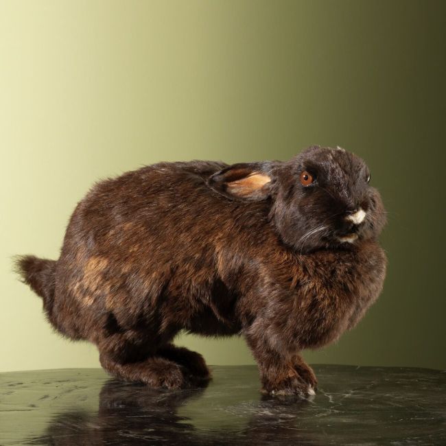 4297 Rabbit