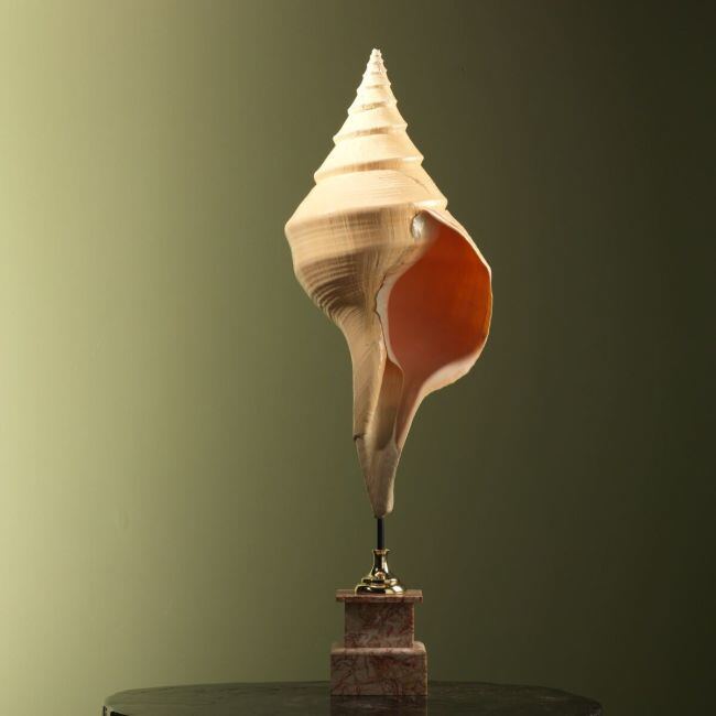 4334 Syrinx aruanus Shell