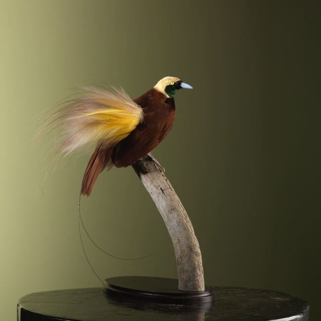 4335 Greater Bird-of-paradise