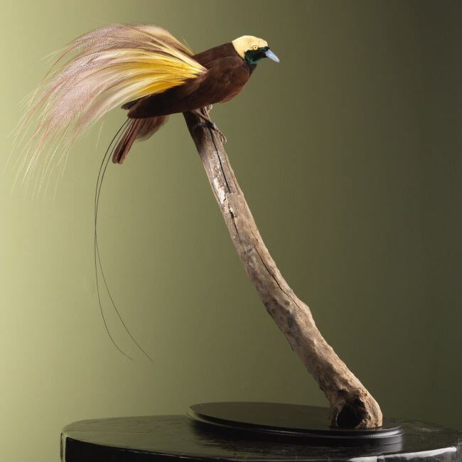 4336 Greater Bird-of-Paradise