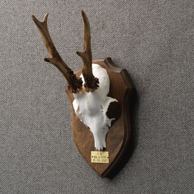 4365 Roe deer antlers