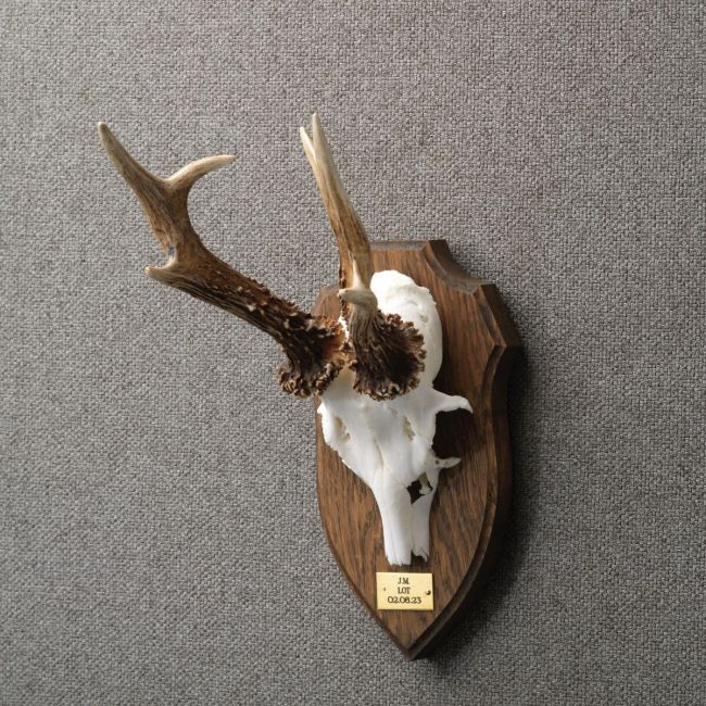 4405 Roe Deer Antlers