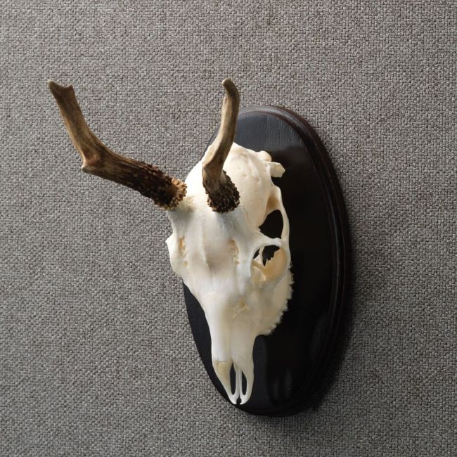 4407 Roe deer antlers
