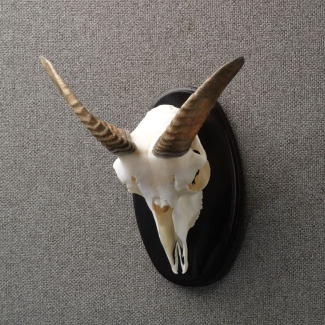 4408 Mouflon Skull