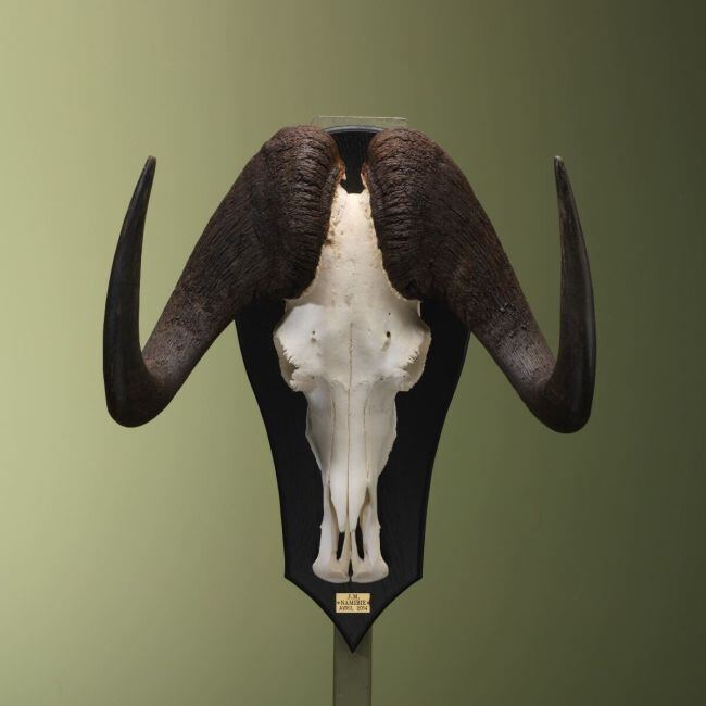 White-tailed gnu Skull