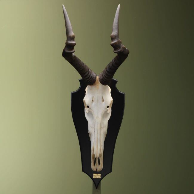4417 Hartebeest Skull