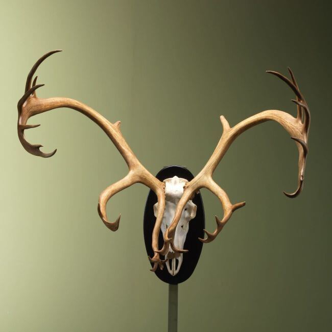 4424 Reindeer Caribou Antlers