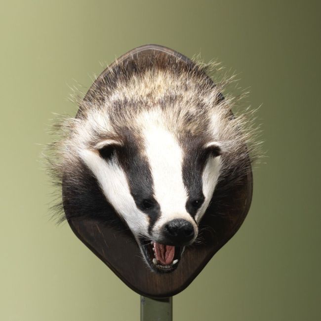 4436 Badger