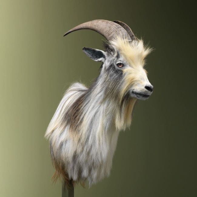 4460 Landrace goat