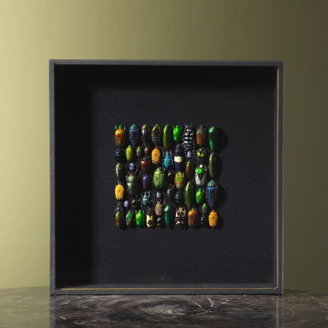 4499 Beetles in Frame