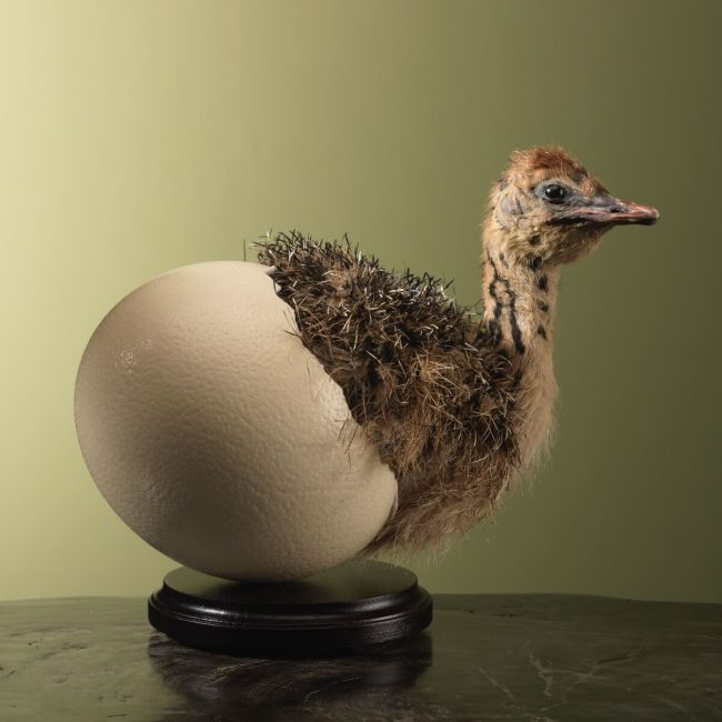 4516 Ostrich Chick in Egg