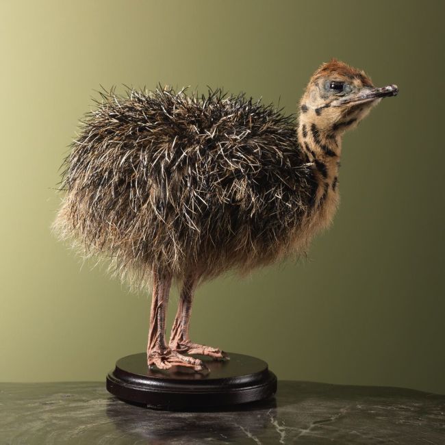 4520 Ostrich Chick