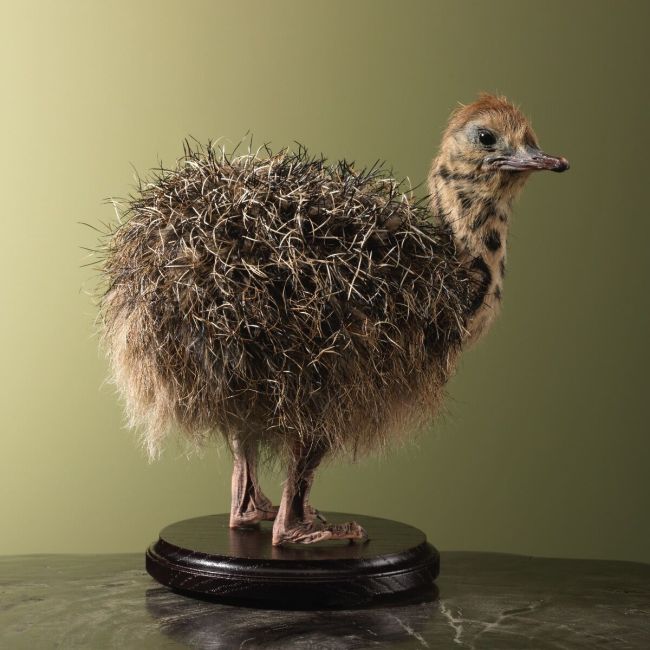 4522 Ostrich chick