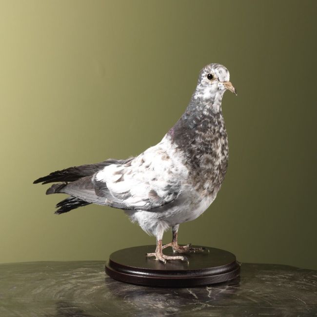 4535 Pigeon