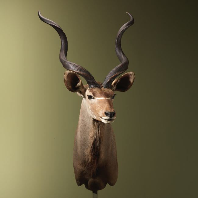 4587 Kudu
