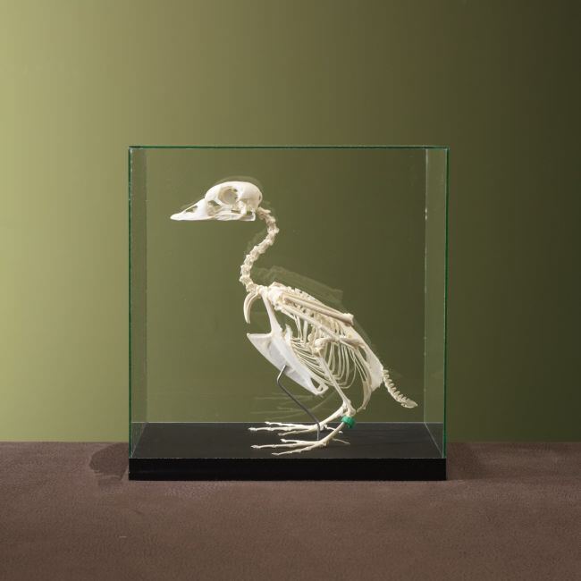 4591 Goldeneye Skeleton