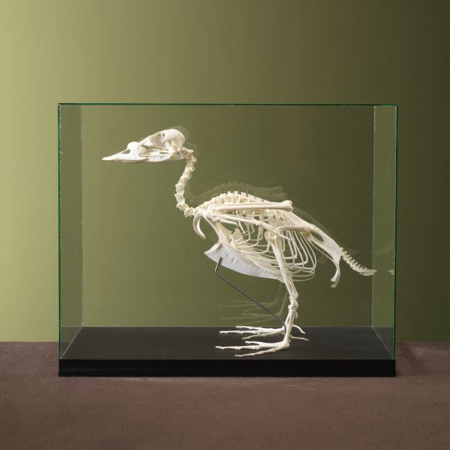 4593 Common Scoter Skeleton