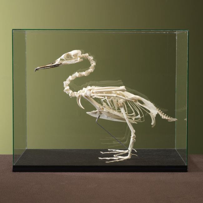 4597 Goosander Skeleton