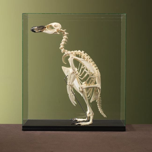 4602 Magellanic Penguin Skeleton