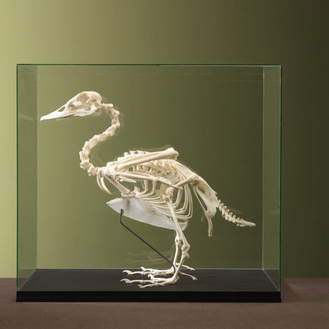 4604 Muscovy duck skeleton