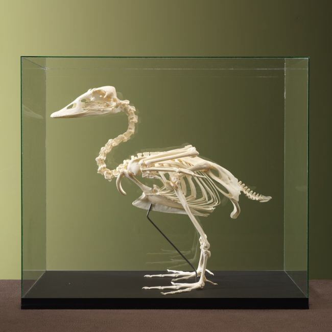 4605 Steamer Duck Skeleton