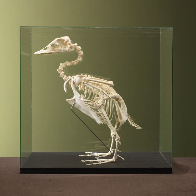 4607 Steamer Duck Skeleton