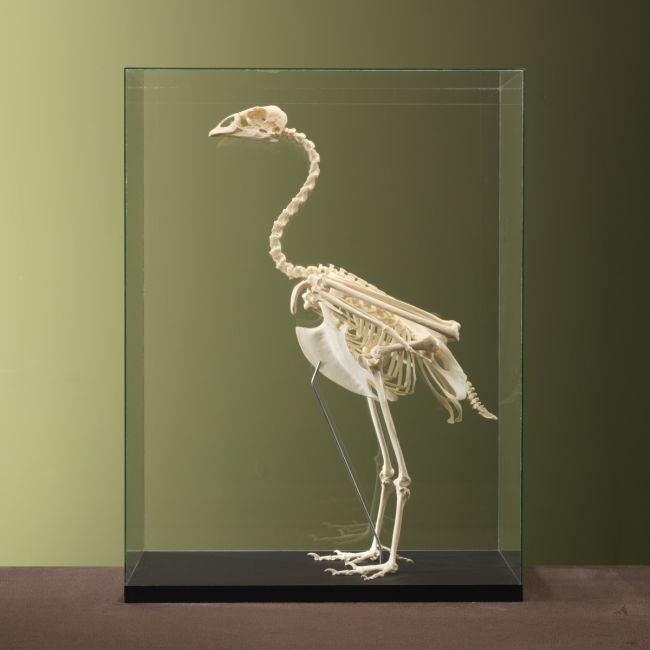 4609 Cape Barren goose skeleton