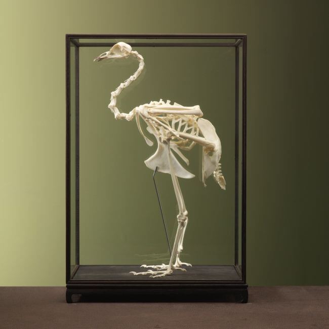 4611 Blue Peacock Skeleton