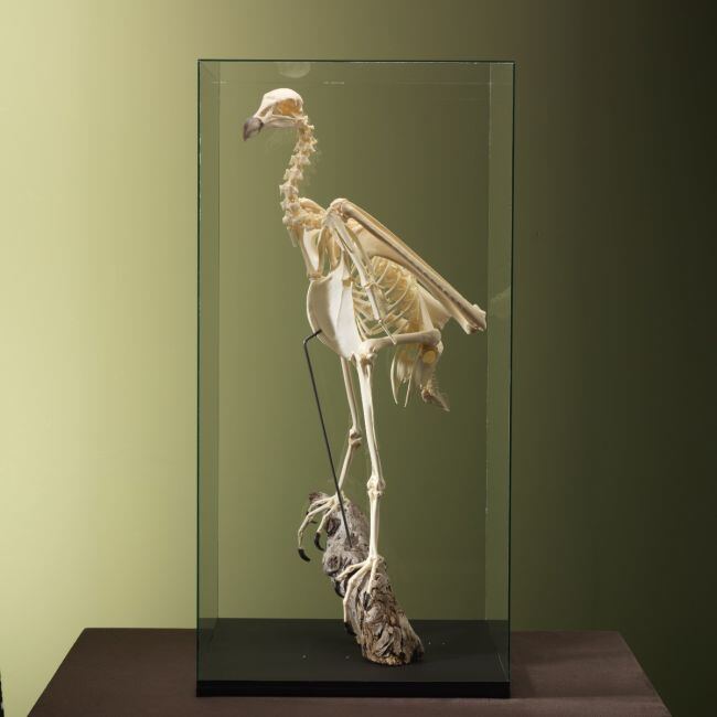 4615 Andean condor skeleton