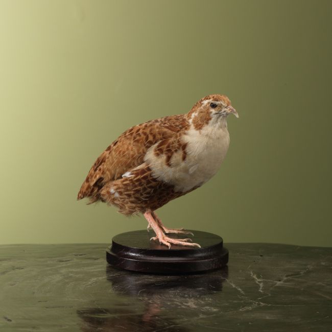 4620 Japanese Quail