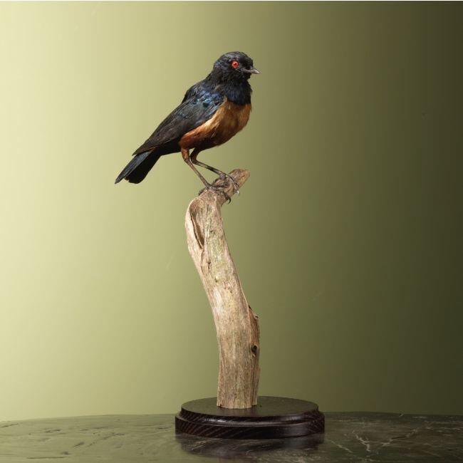 4630 Hildebrandt's Starling