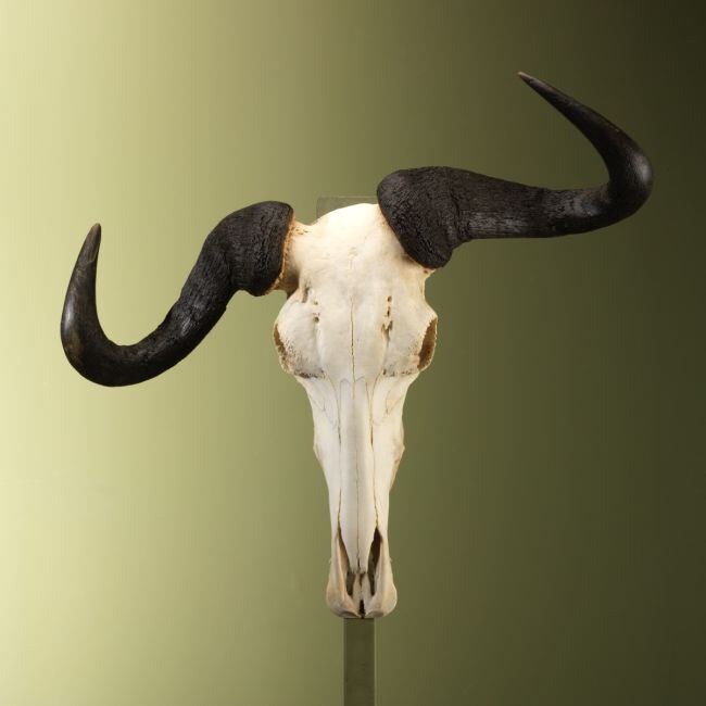 4651 Blue Wildebeest Skull