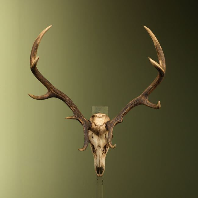 4658 Red deer antlers