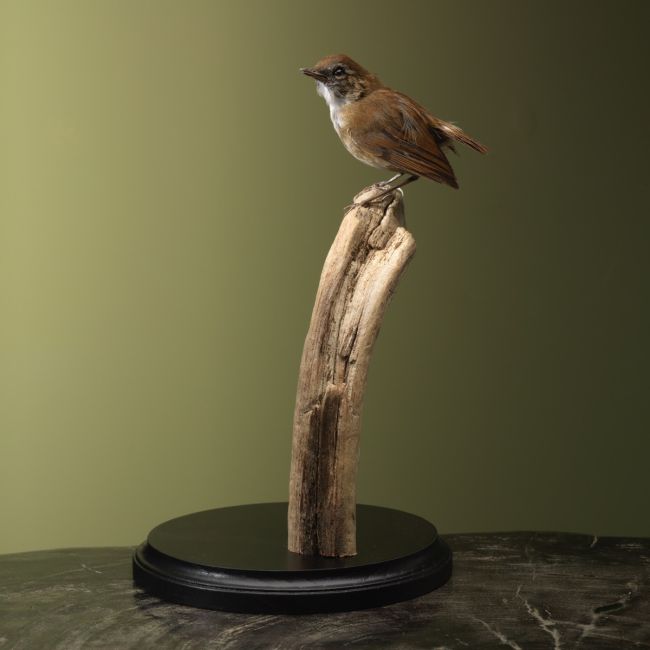 4679 Lesser Shortwing