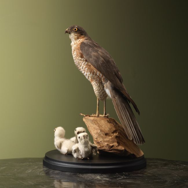 4687 Antique Sparrowhawk with Chicks