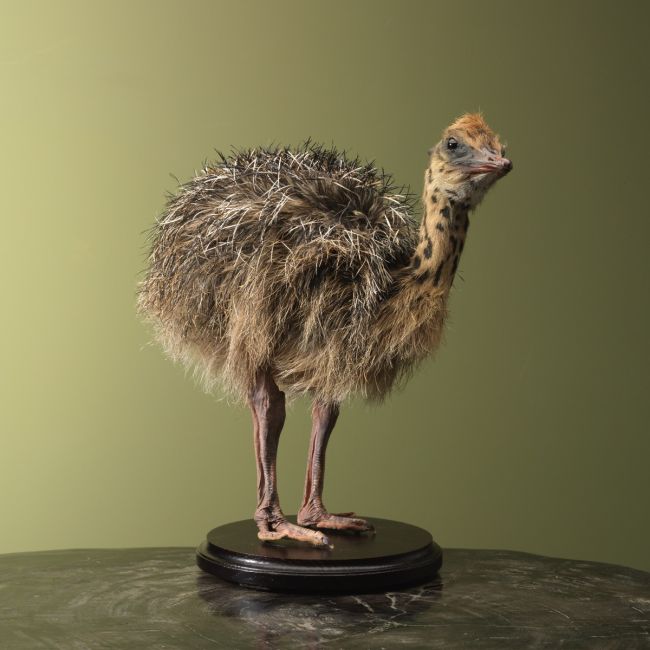 4692 Ostrich Chick