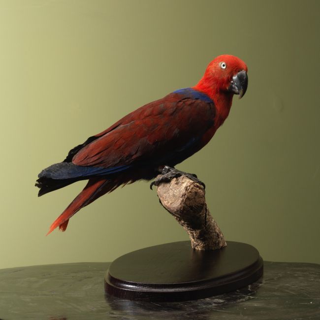 4708 Moluccan Eclectus Parrot V