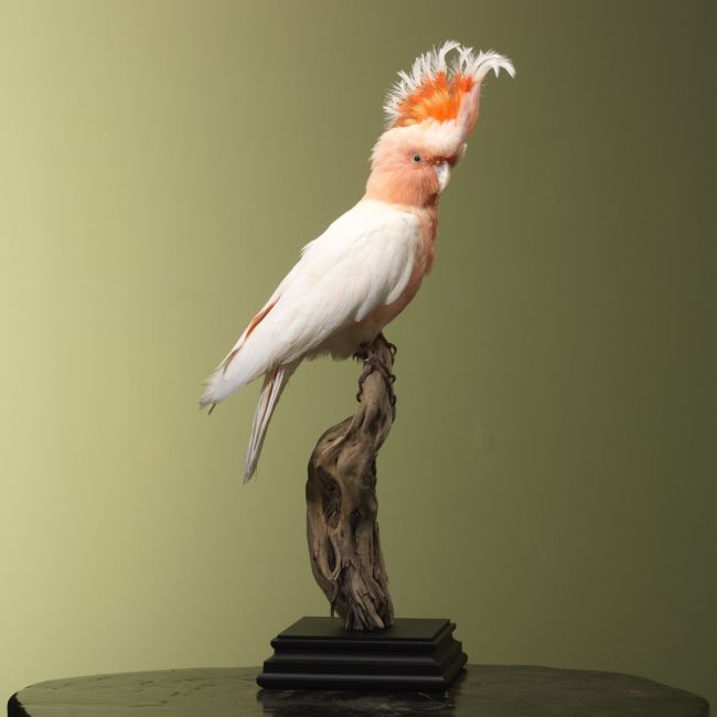 4713 Major Mitchell's Cockatoo